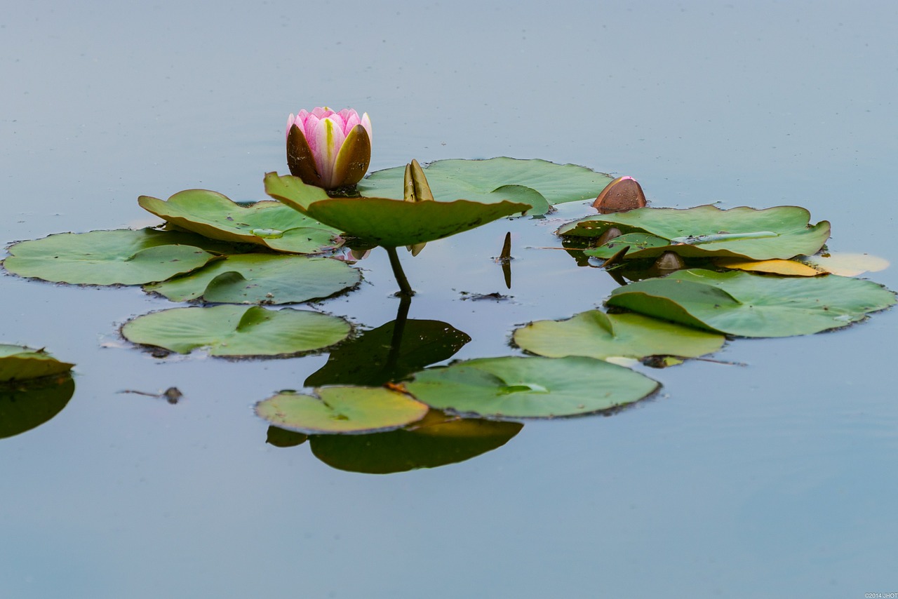 flowers nature summer free photo