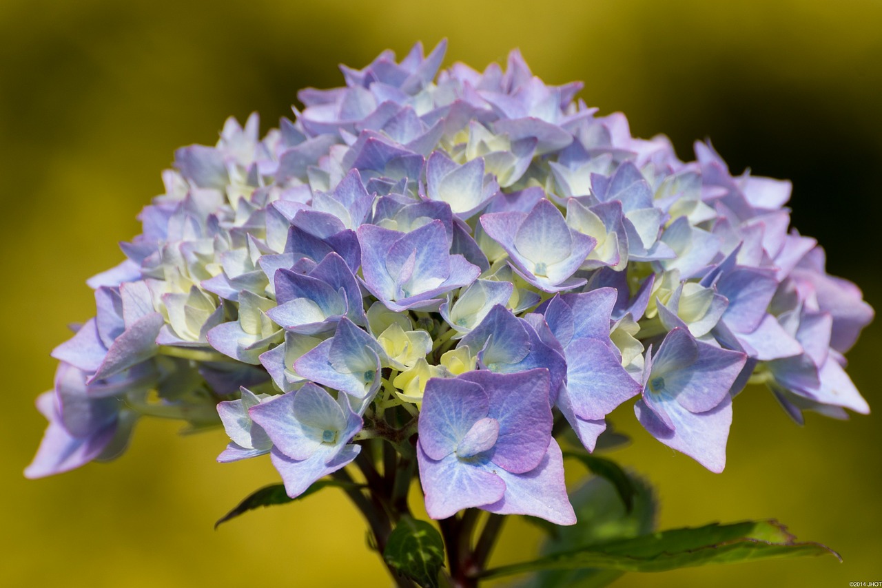 flowers nature summer free photo