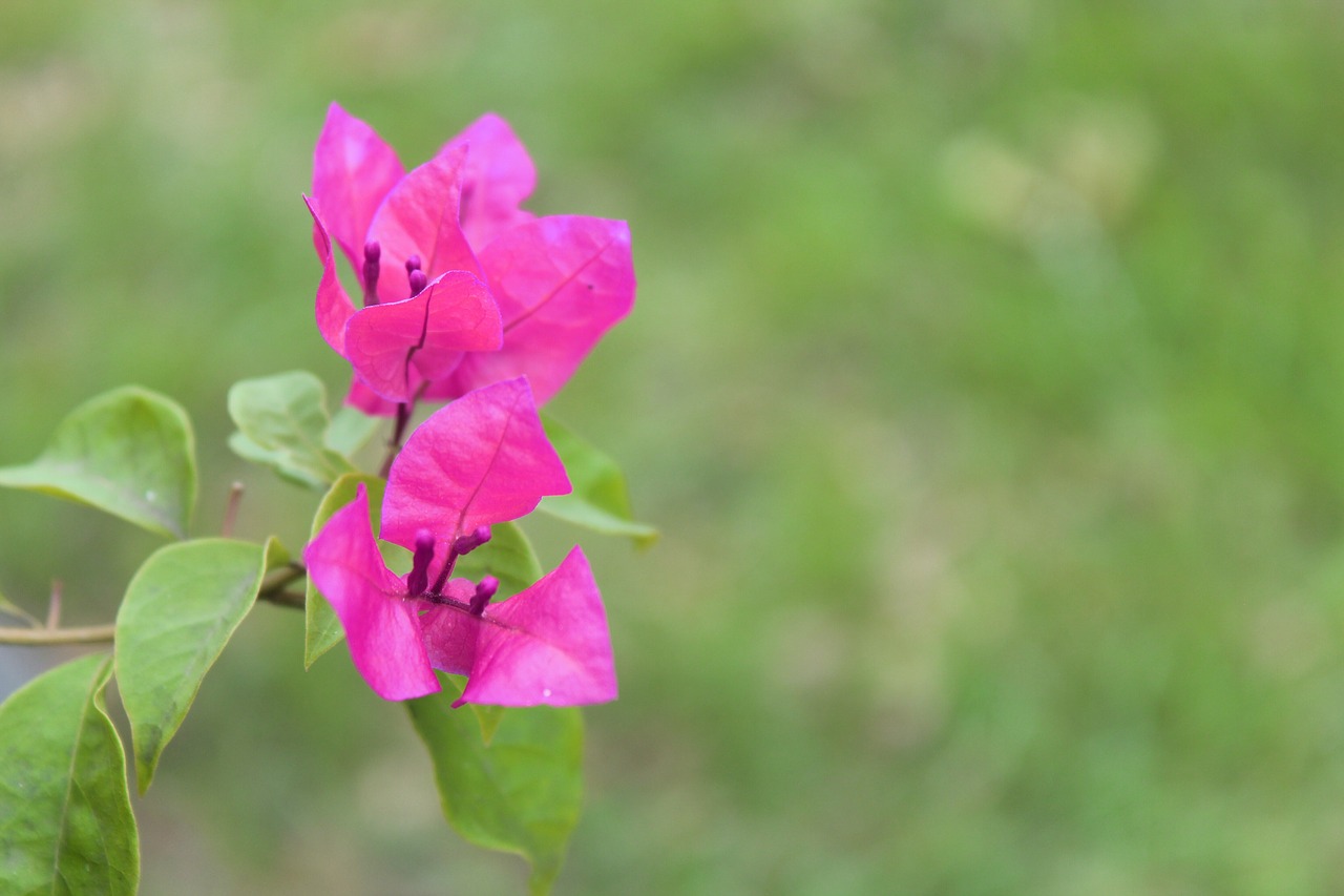 flowers  pink  nature free photo