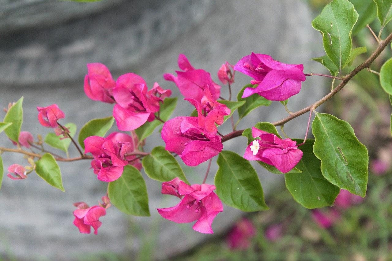 flowers  pink  nature free photo