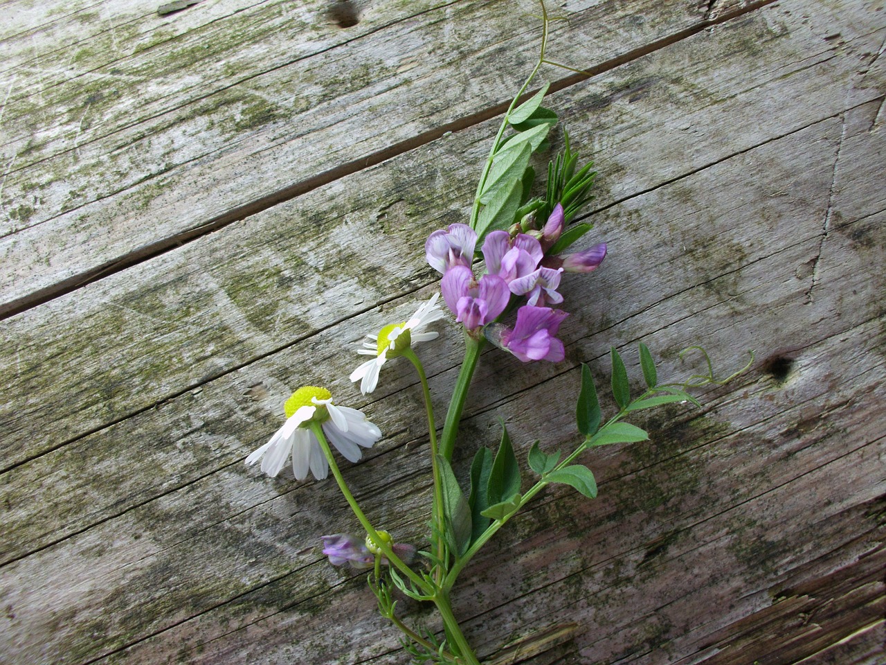 flowers still life wood free photo