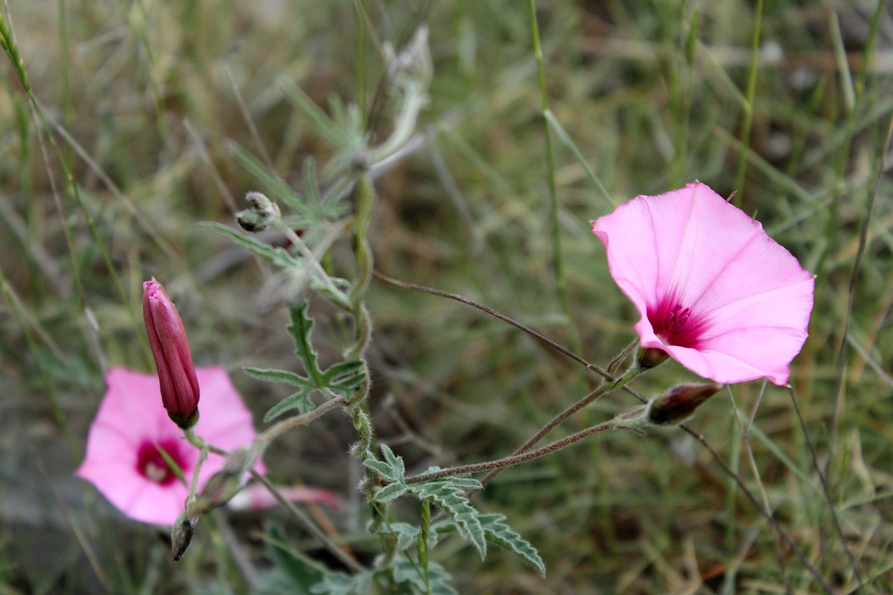 flowers  floral  purple free photo