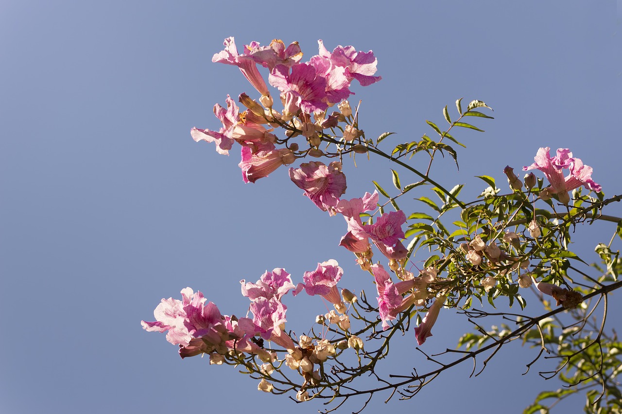 flowers  vine  bignonia pink free photo