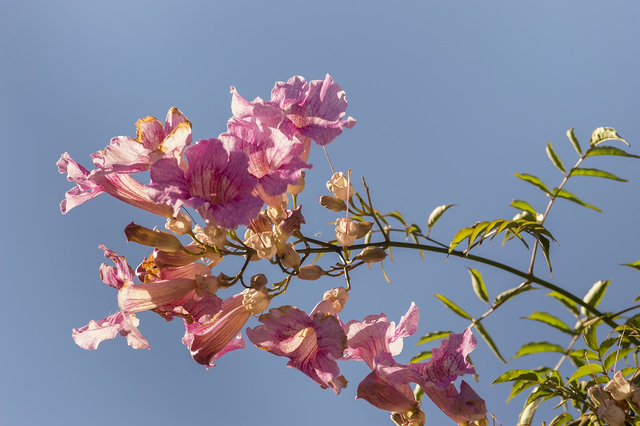 flowers  vine  bignonia pink free photo