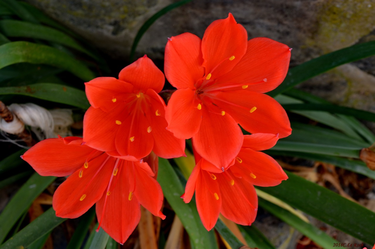 flowers  red  nature free photo