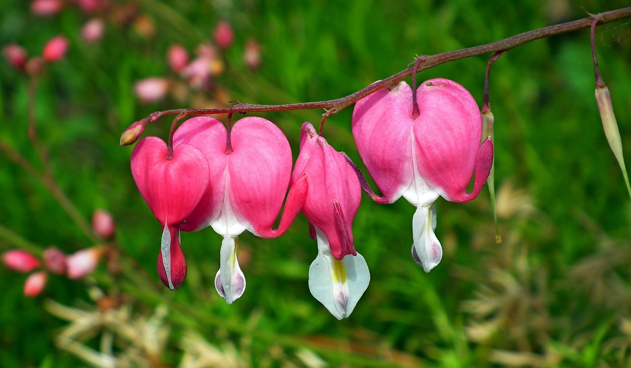 flowers  hearts  pink free photo