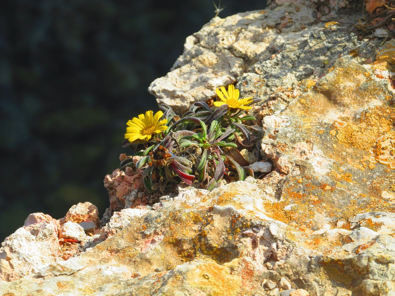 flowers rock slope yellow free photo