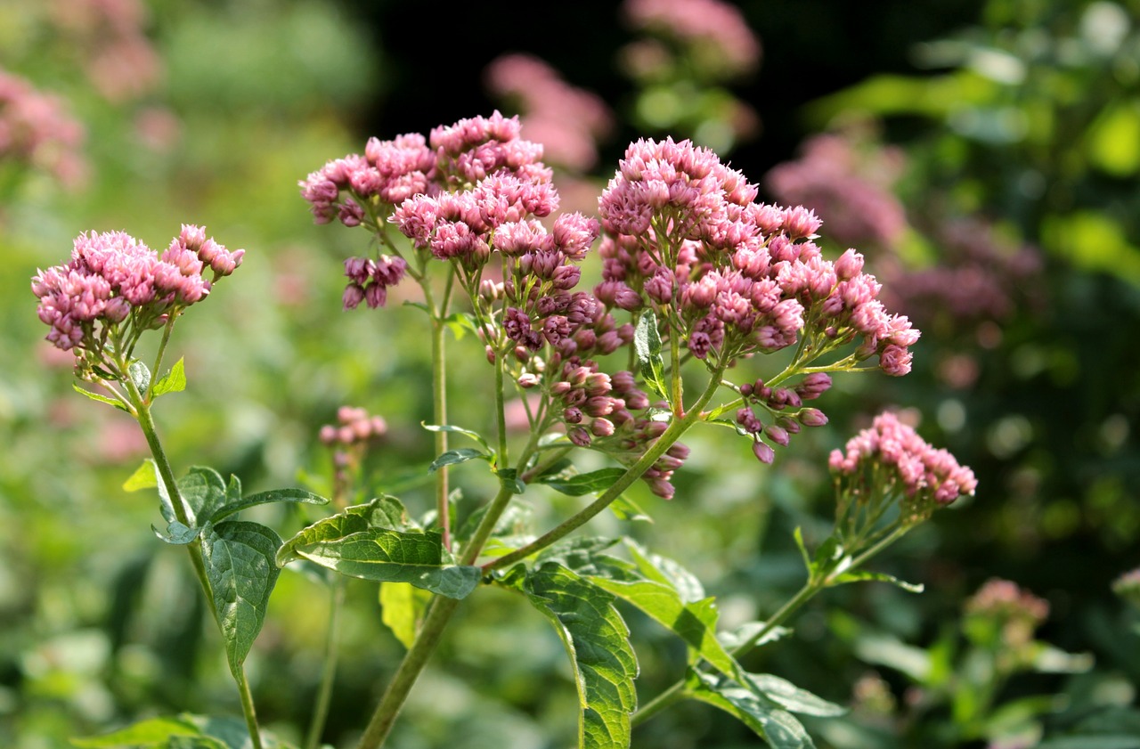 flowers  small  pink free photo