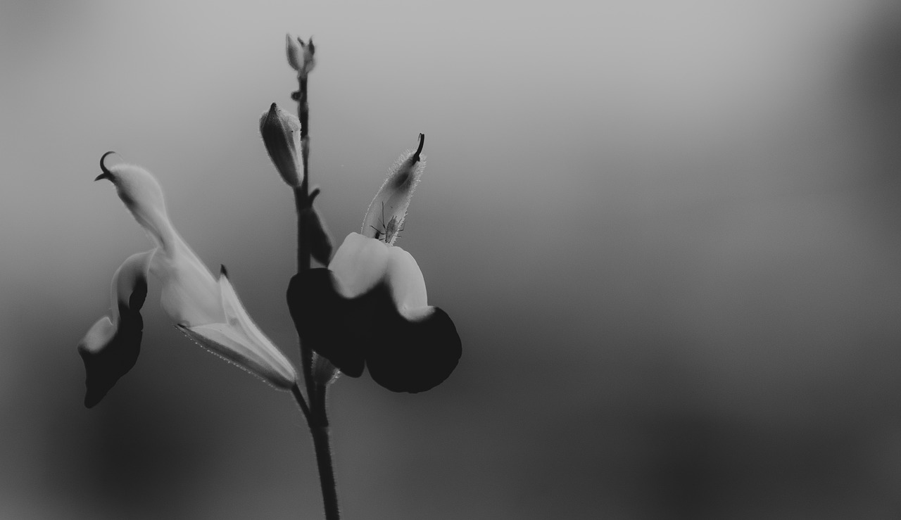 flowers  floral  black and white free photo