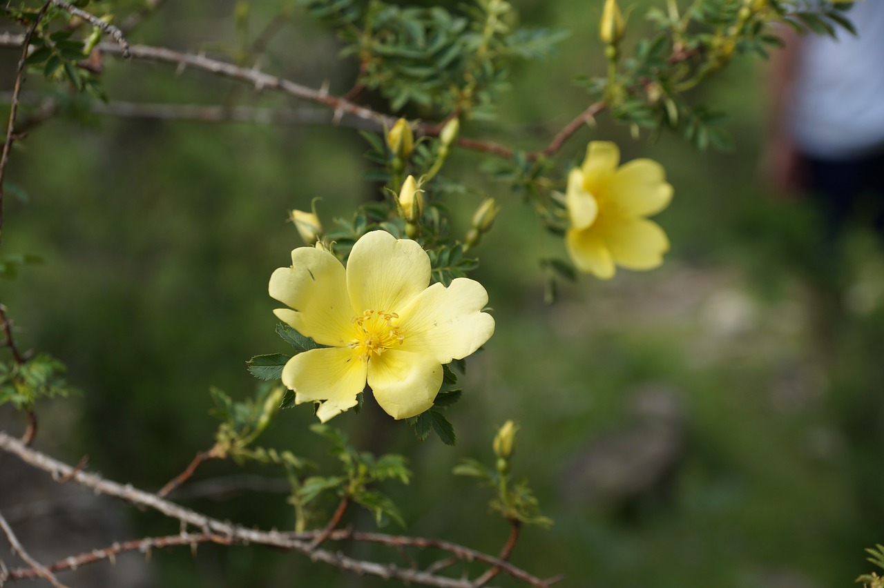 flowers  mountains  yellow free photo