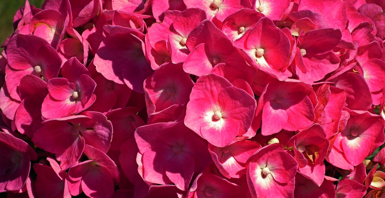 flowers  hydrangea  summer free photo