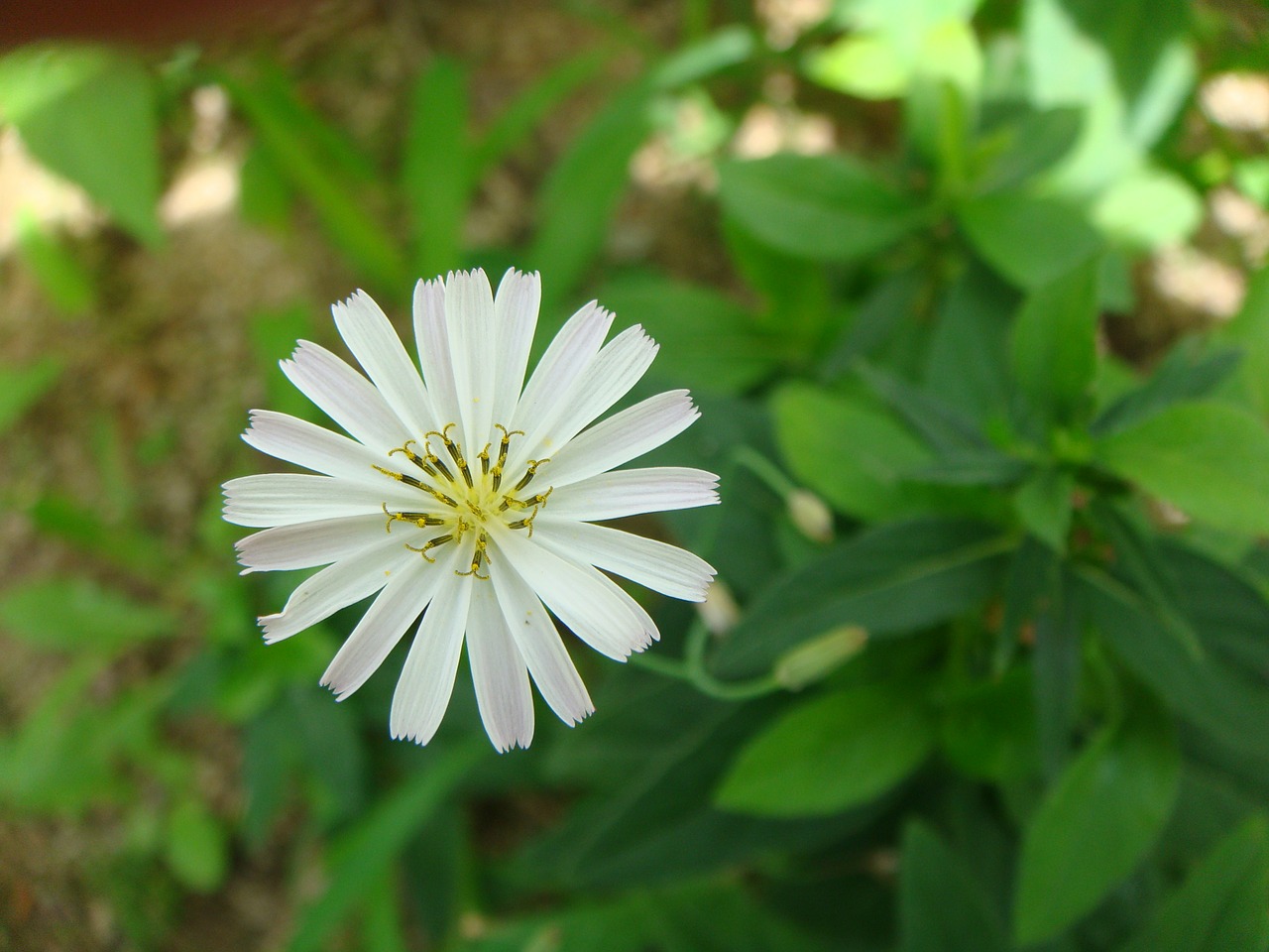 flowers white flowers spring free photo