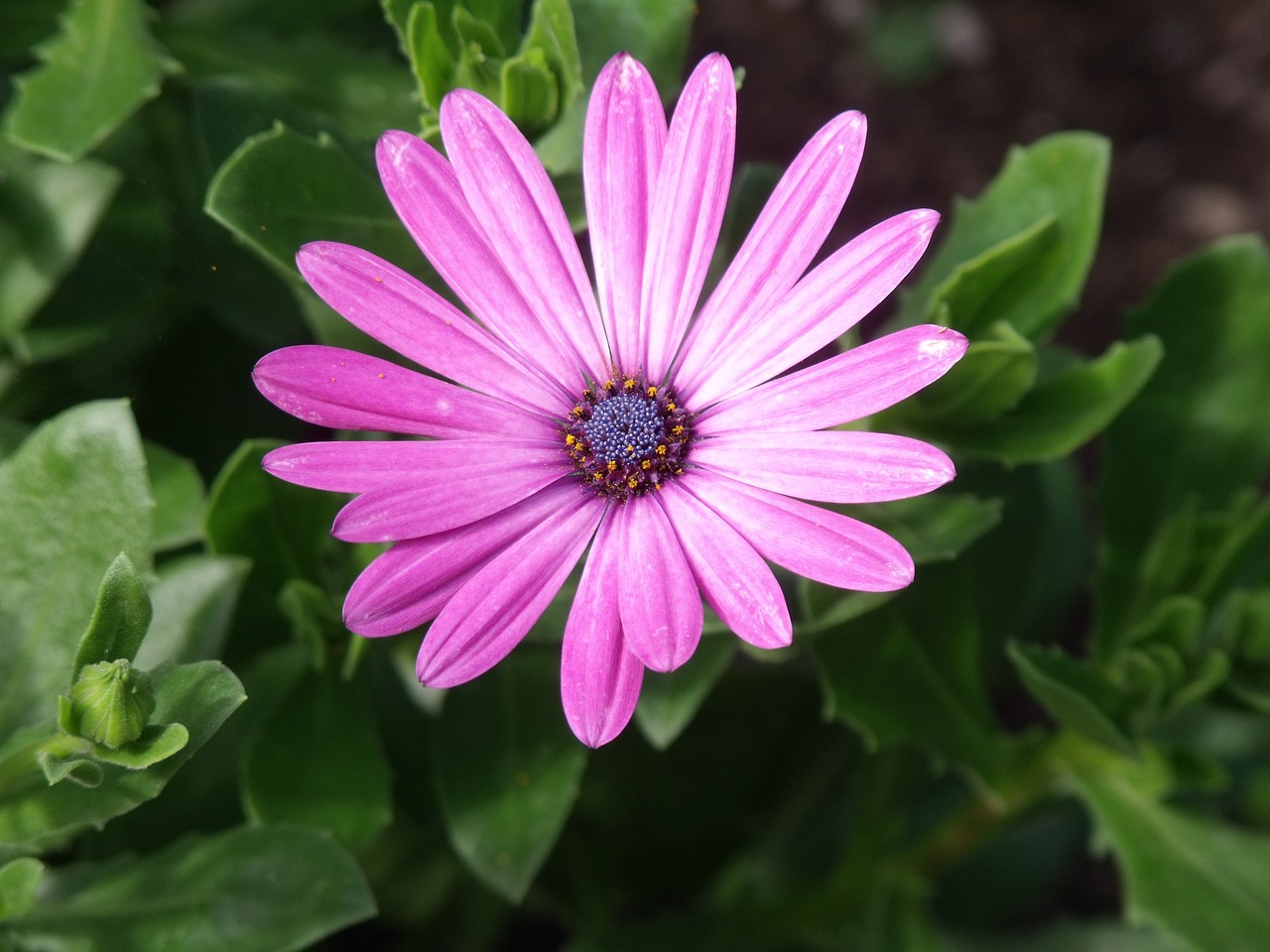 flowers  flower  pink free photo