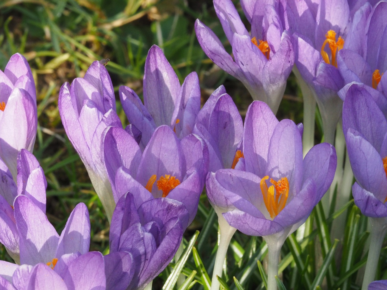 flowers crocus free pictures free photo