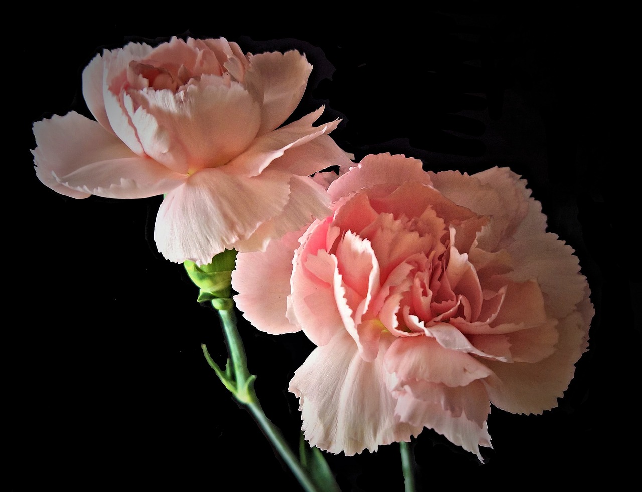 flowers  cloves  spring carnations free photo