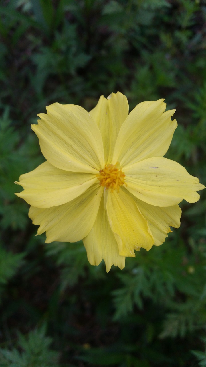 flowers  yellow flowers  flower free photo