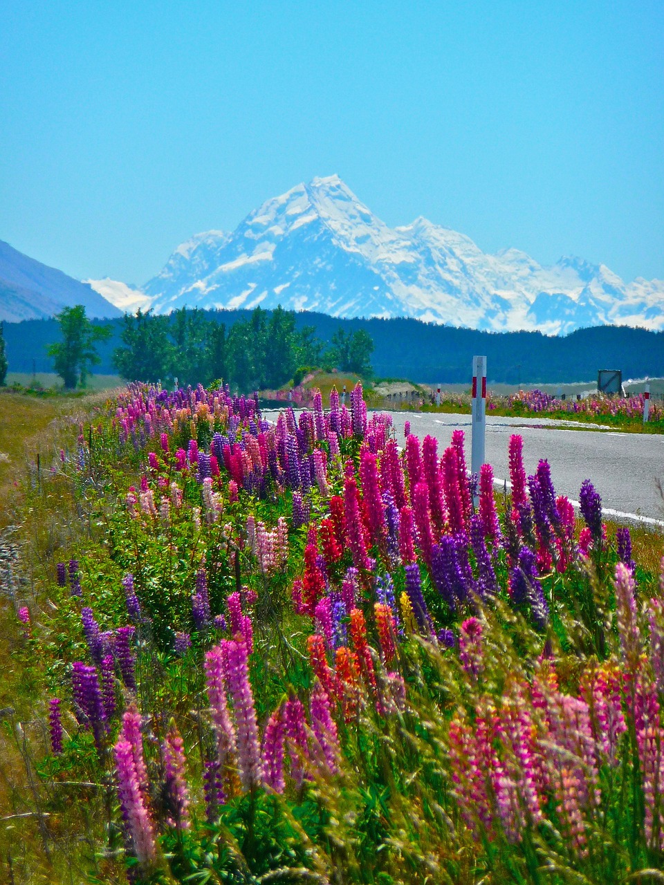 flowers  alpine  mountains free photo