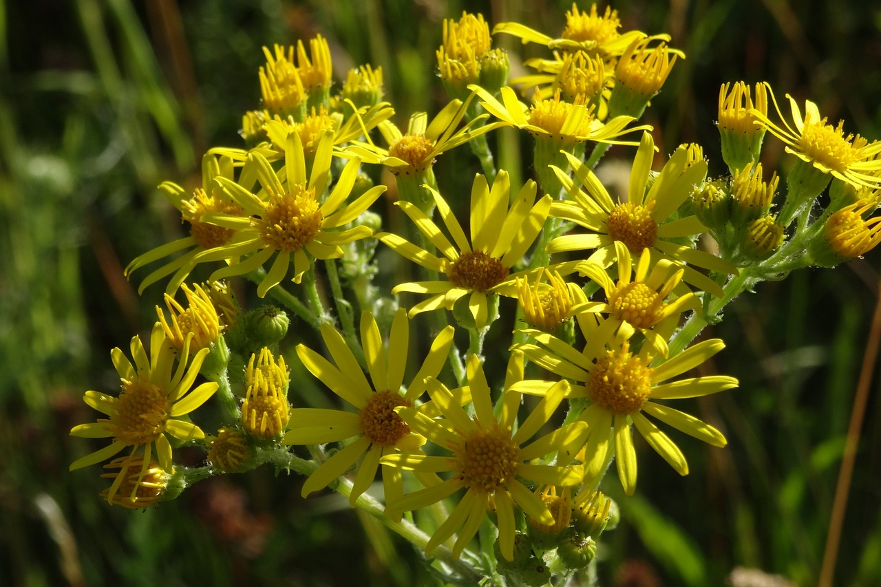 flowers  yellow  nature free photo