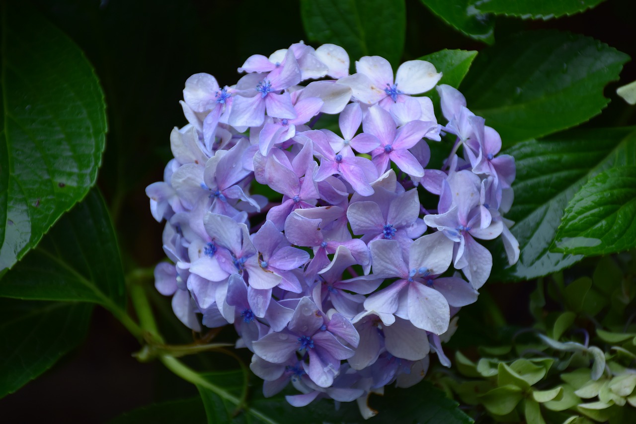 flowers  lilac  spring free photo