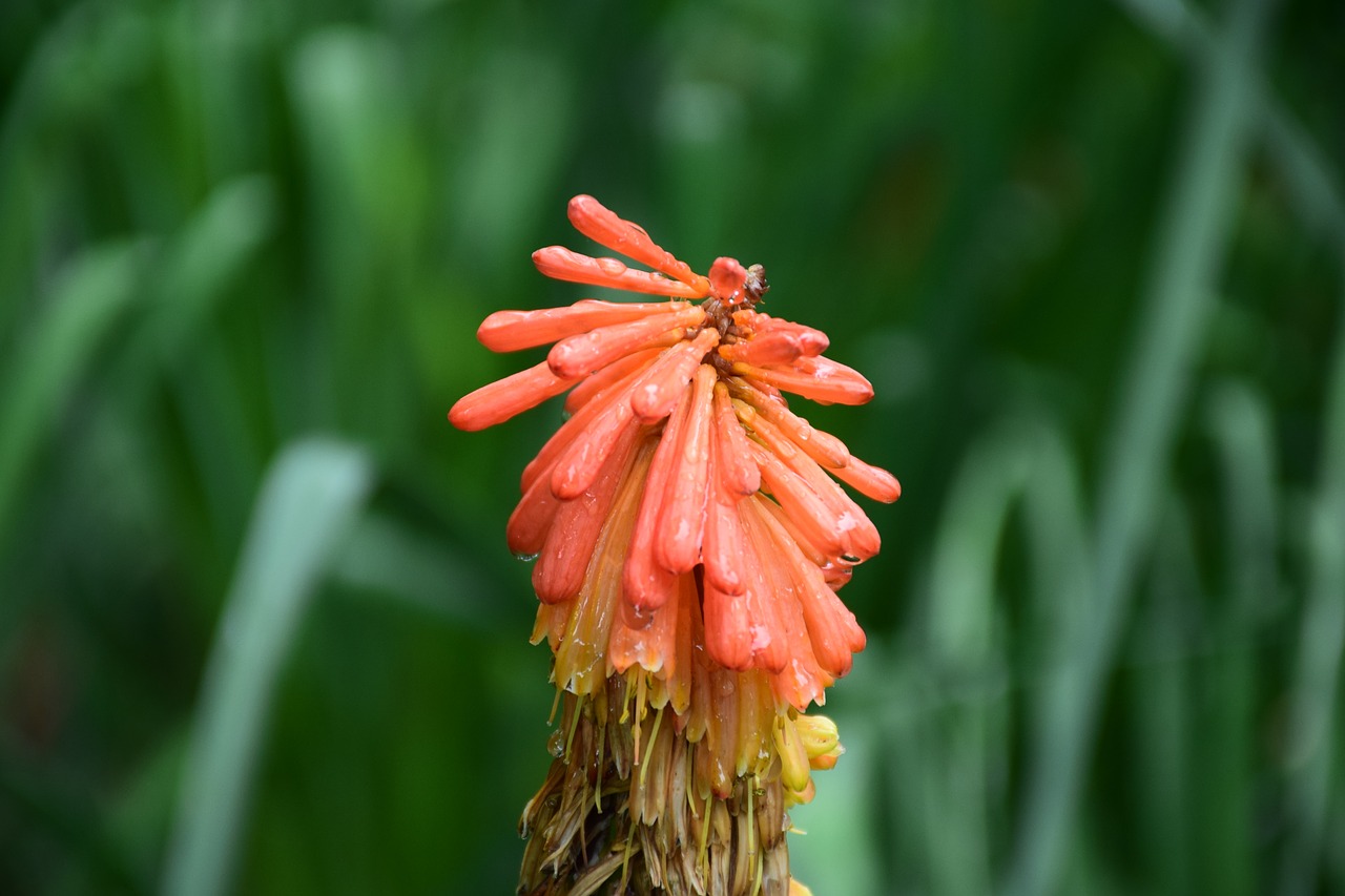 flowers  orange  green free photo