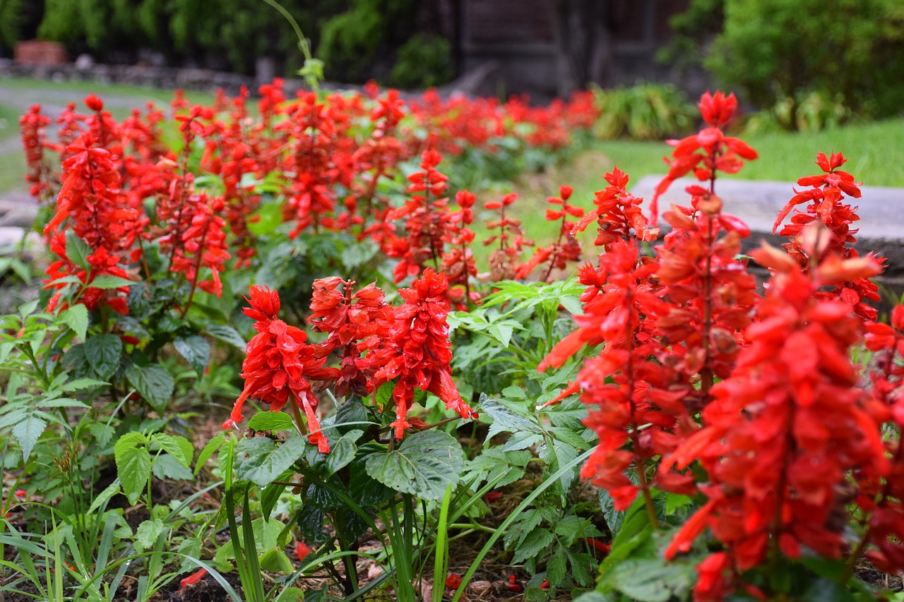 flowers  spring  red free photo