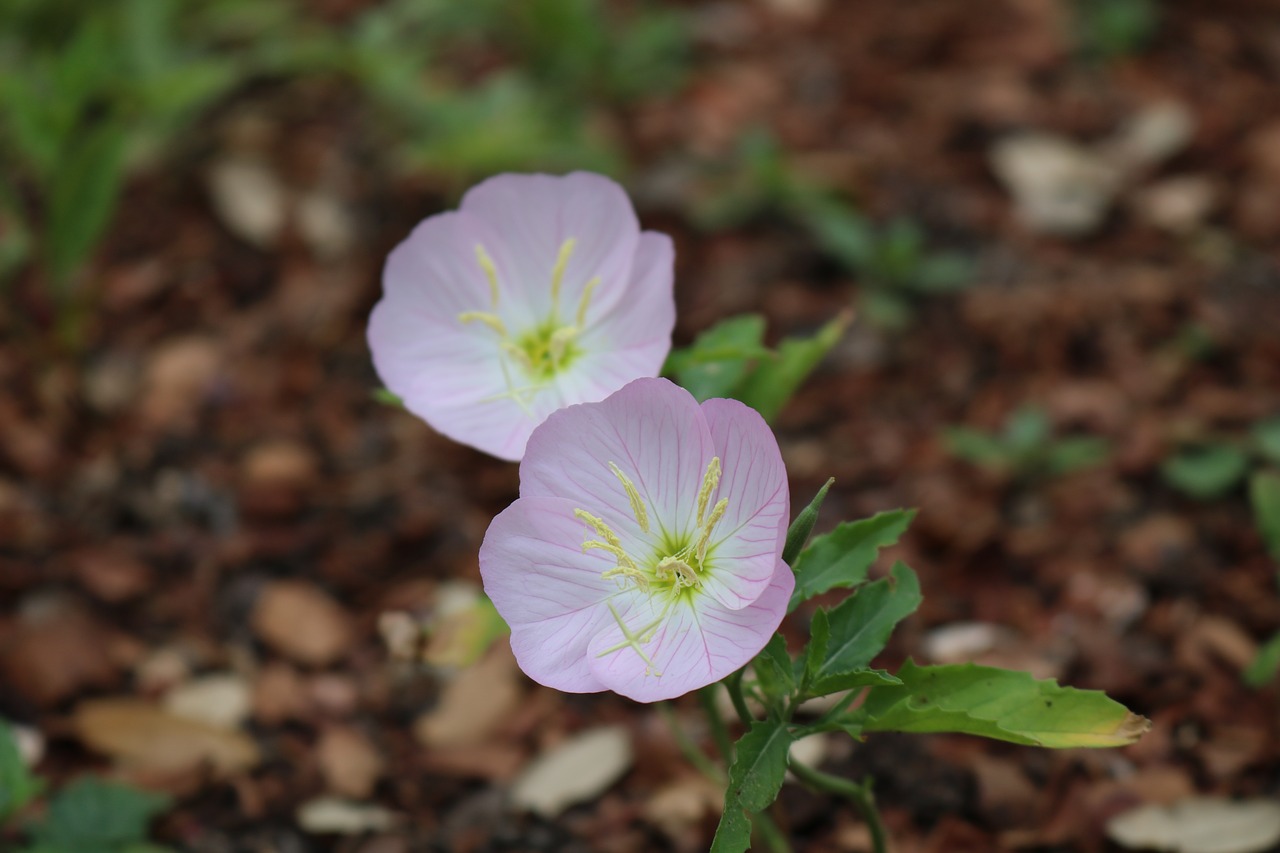 flowers  pink  bloom free photo