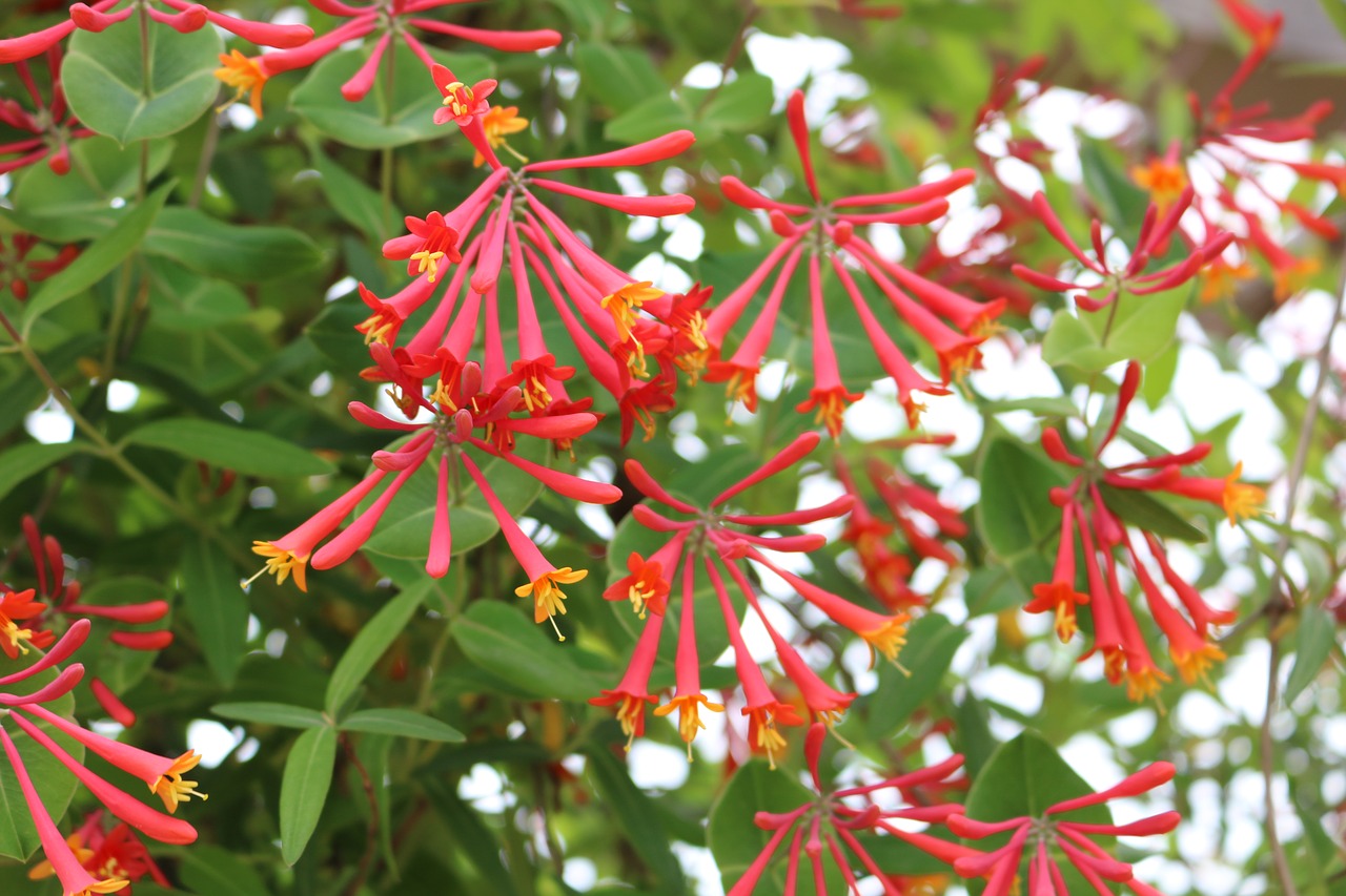 flowers  red  bloom free photo