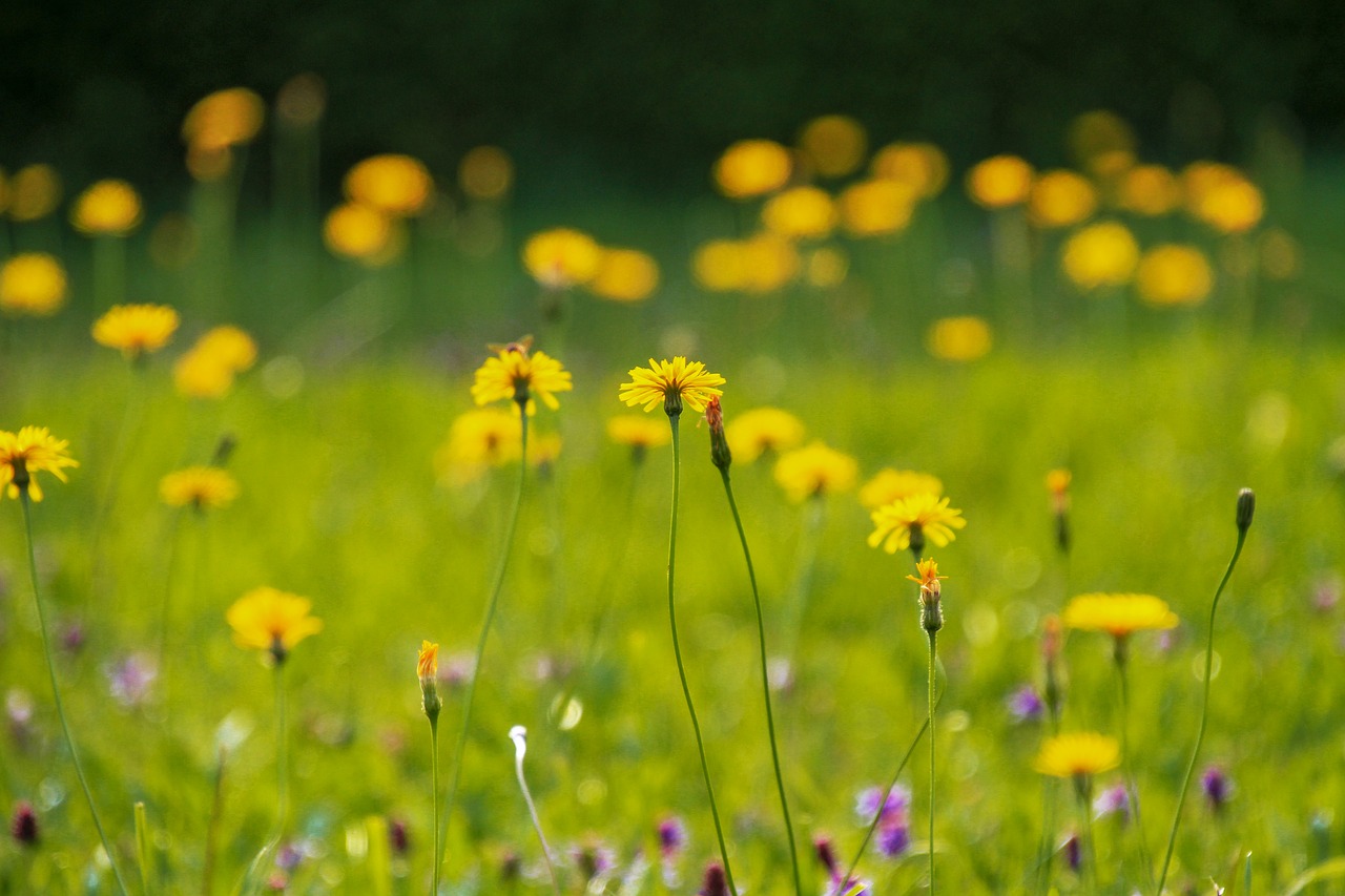 flowers  wildflowers  yellow free photo