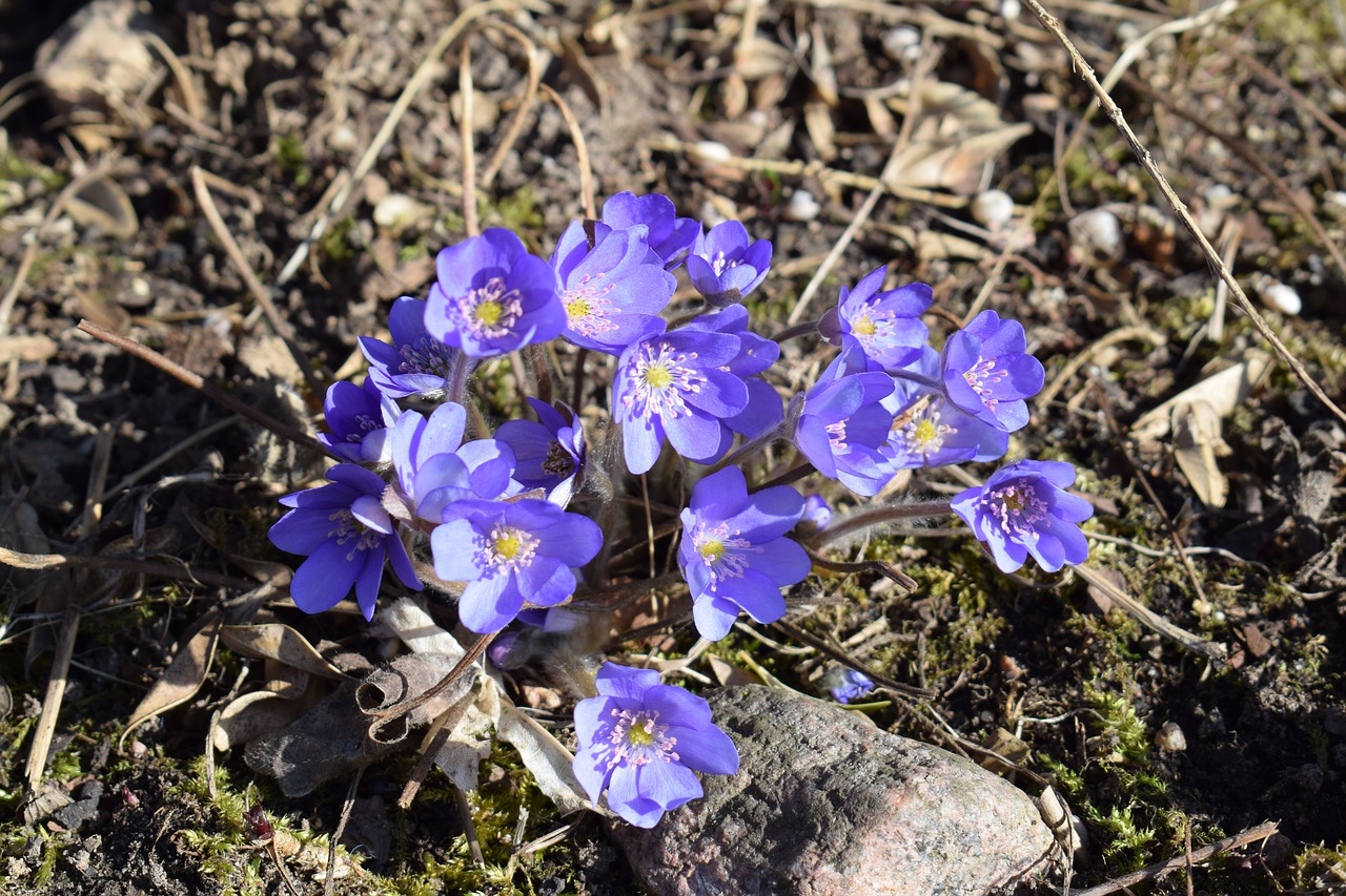 flowers  violets  spring free photo