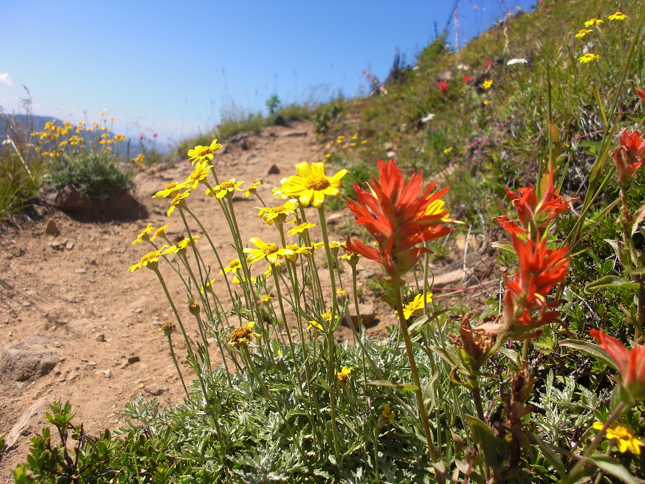 flowers  wildflowers  mountain free photo