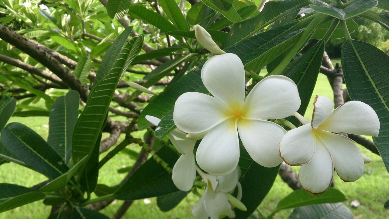 flowers  more information  white free photo