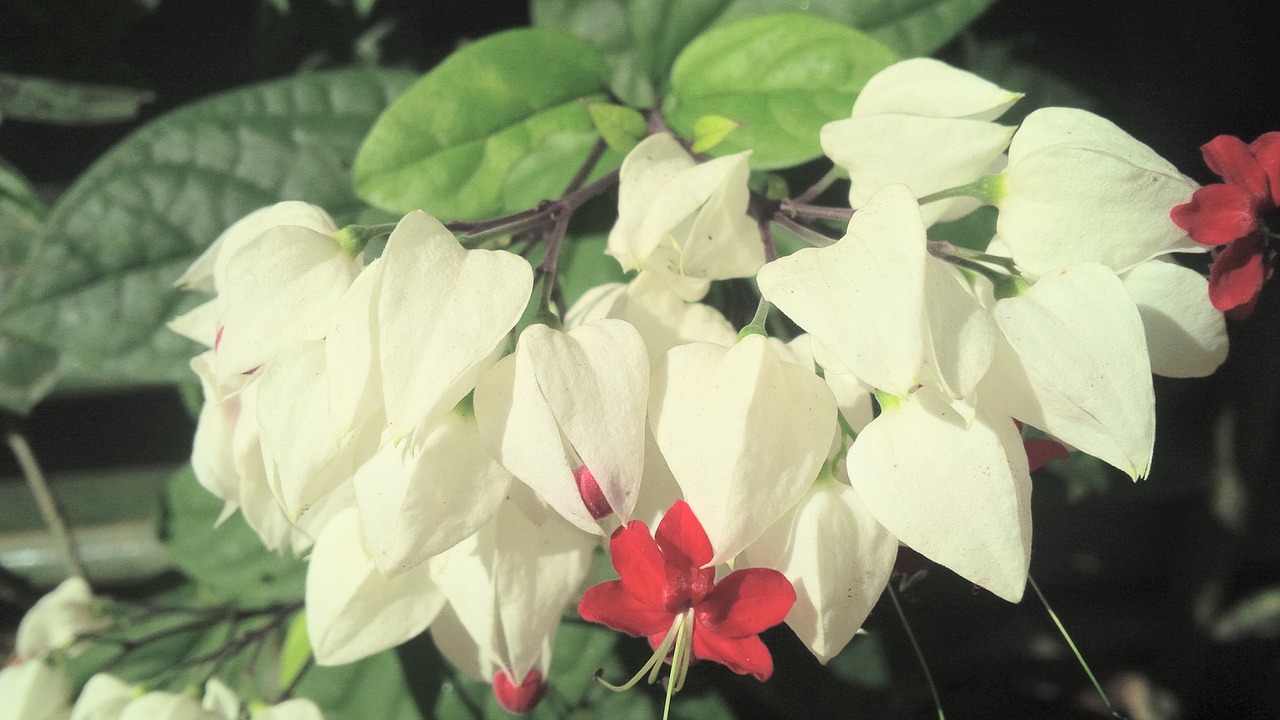 flowers  kerala  garden free photo