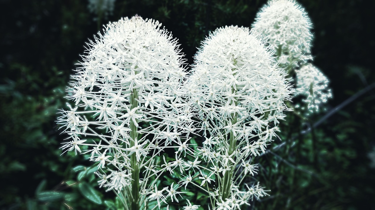 flowers  forest  nature free photo