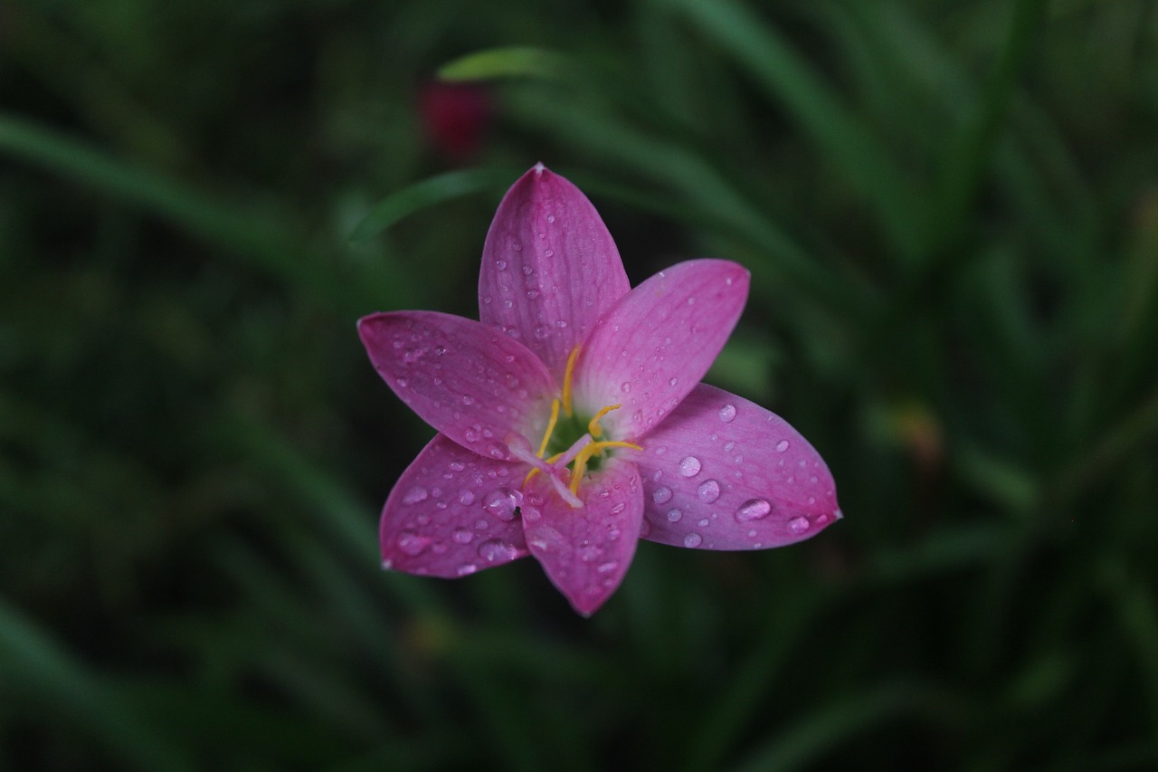 flowers  plant  nature free photo