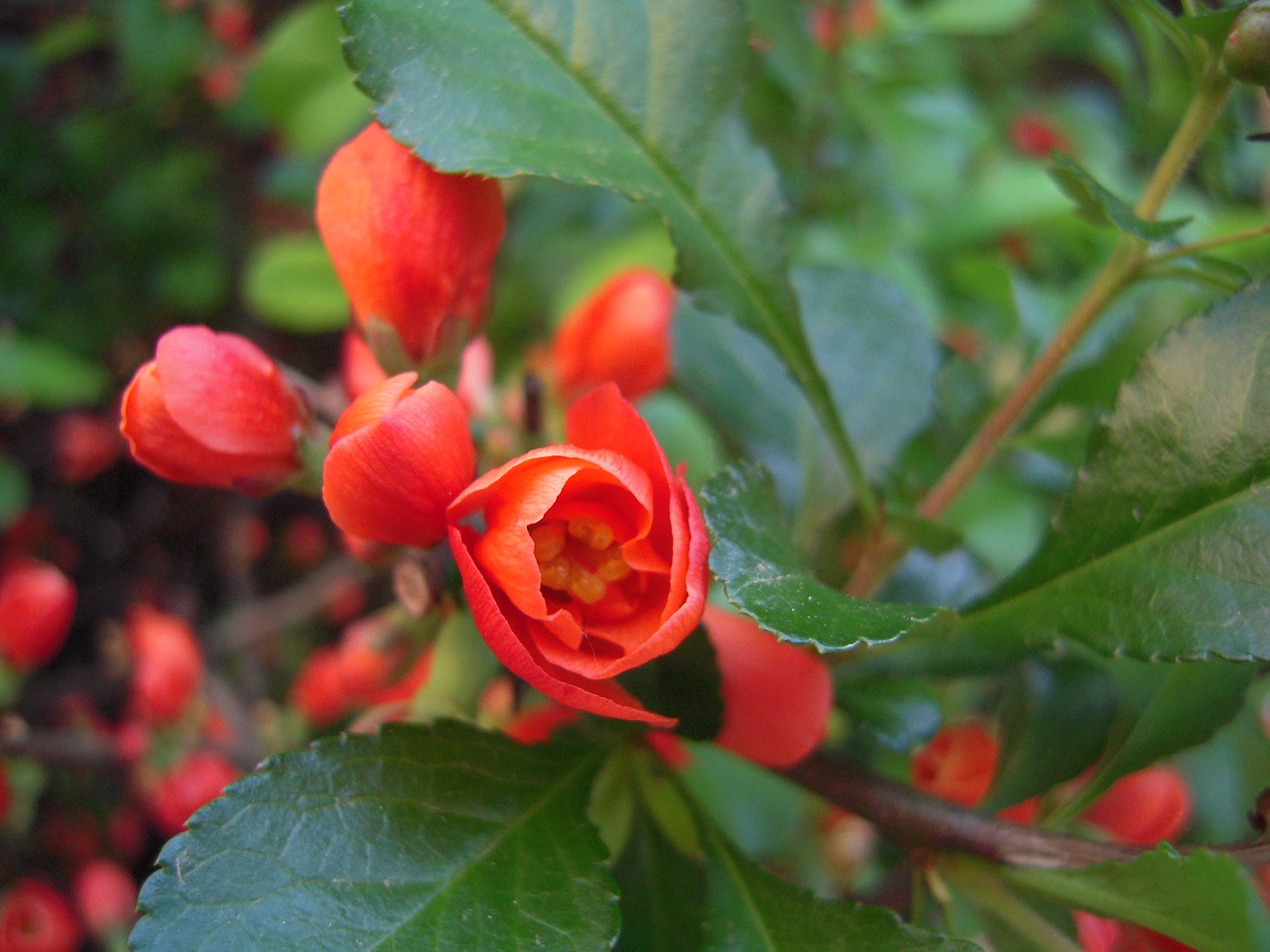 flowers  orange  spring free photo