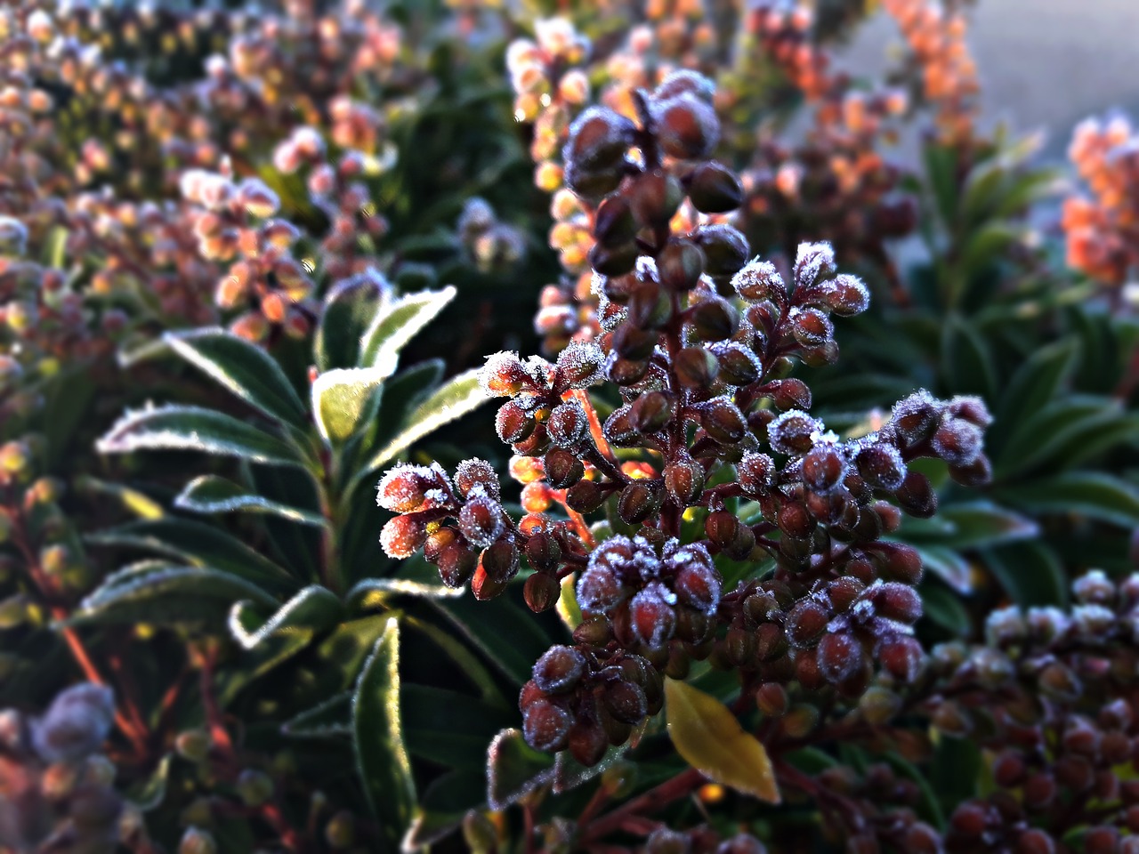 flowers  frost  foliage free photo