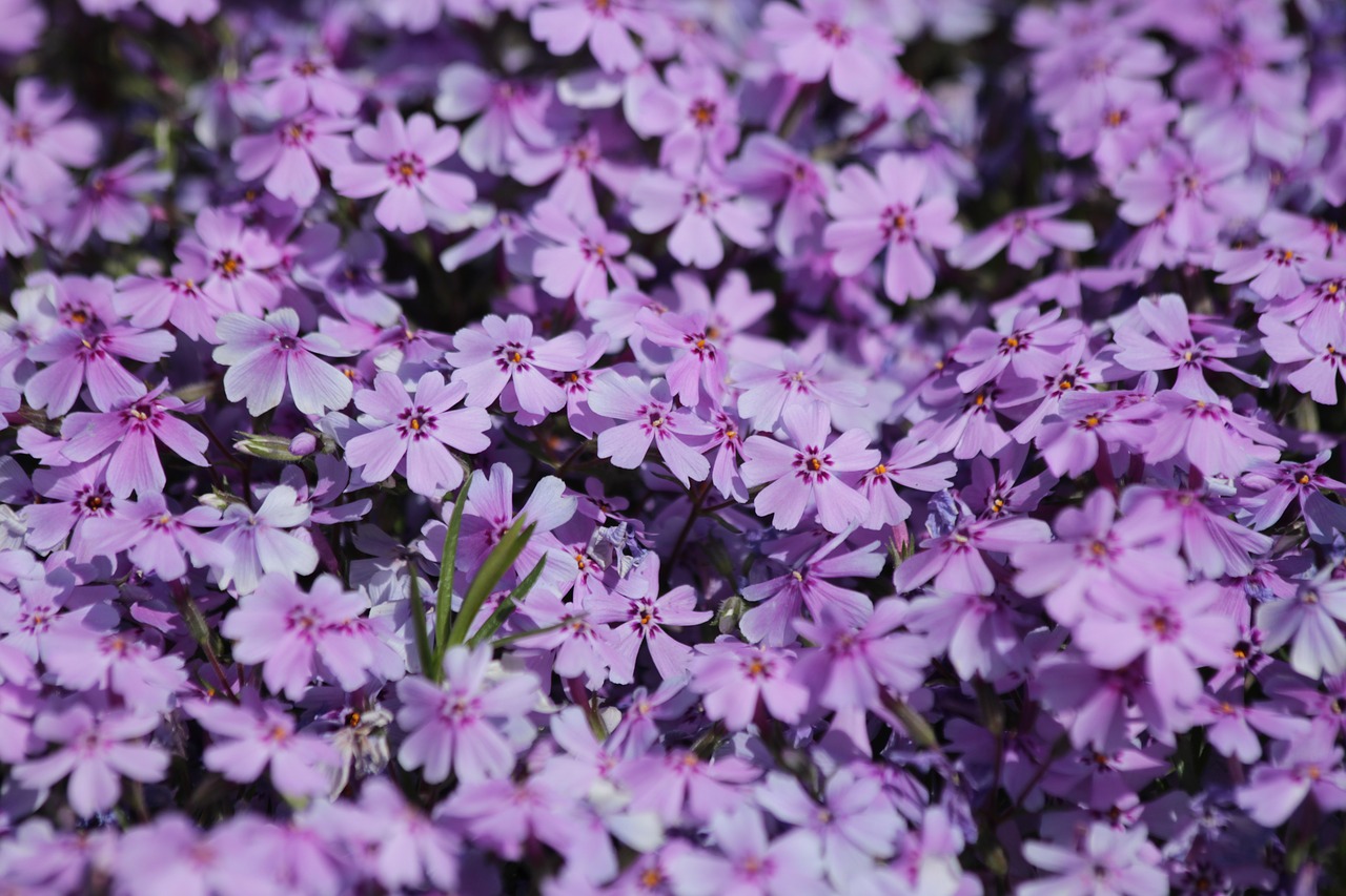 flowers  purple flowers  purple free photo