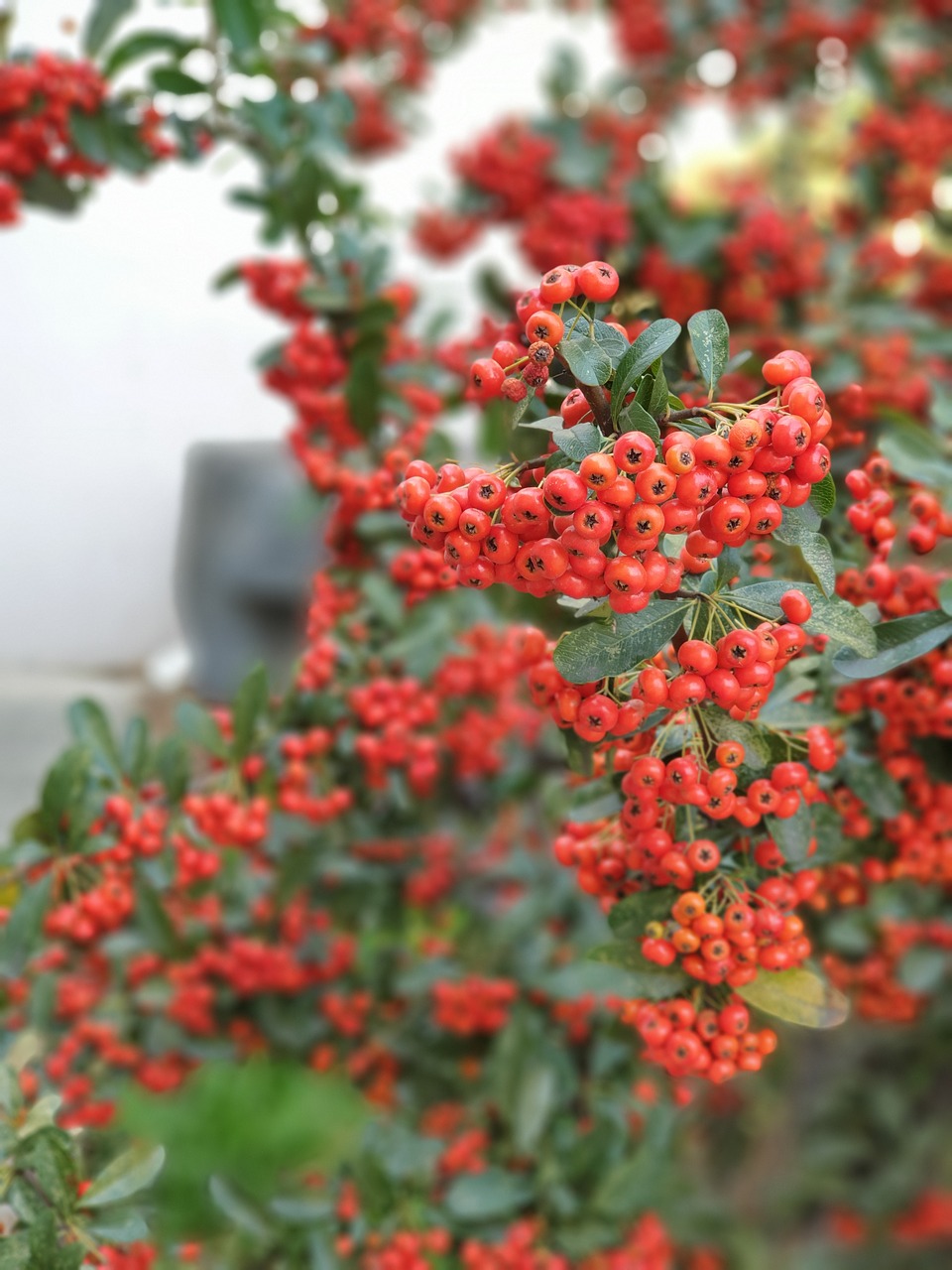 flowers  fruit  plants free photo