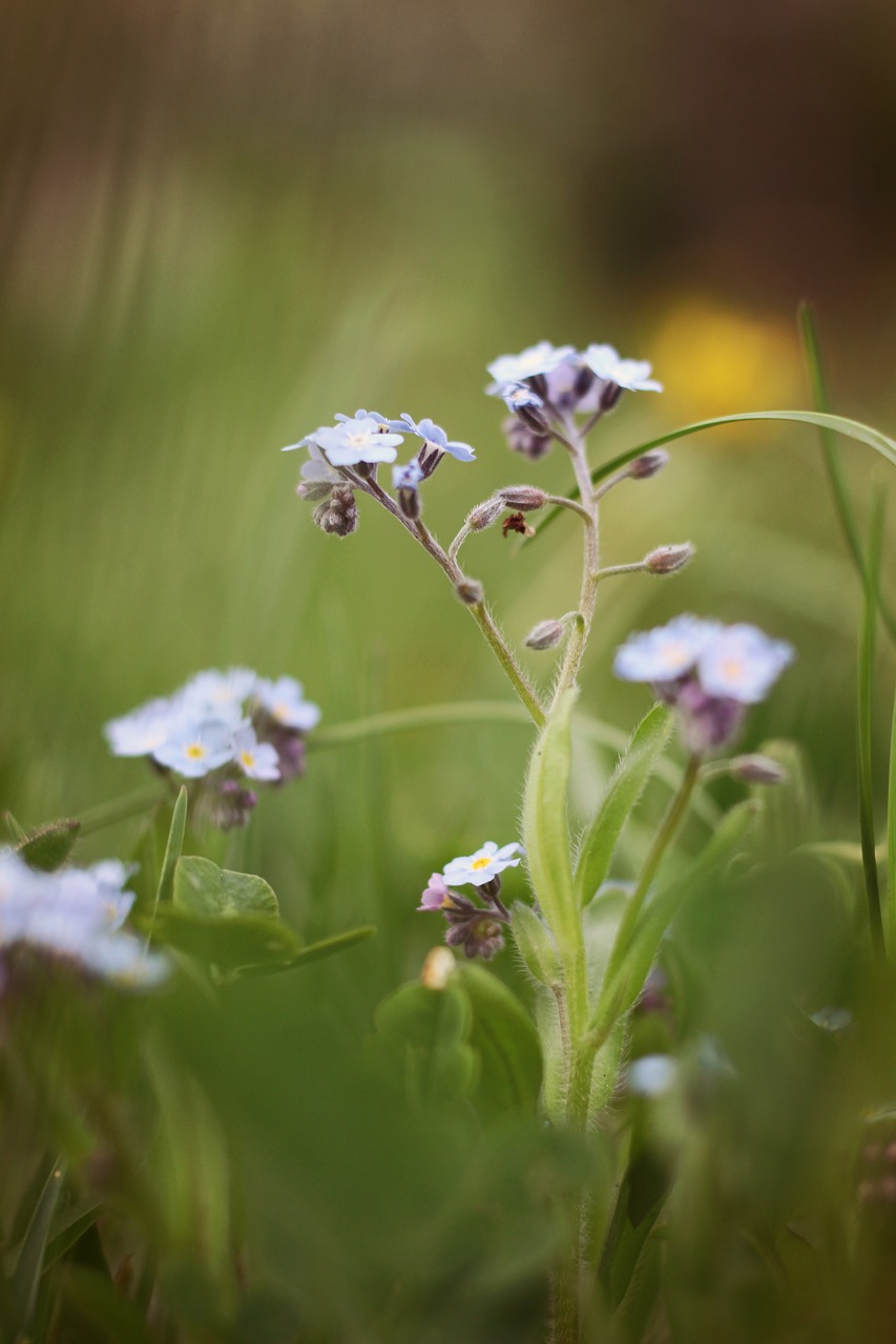 flowers  spring  nature free photo