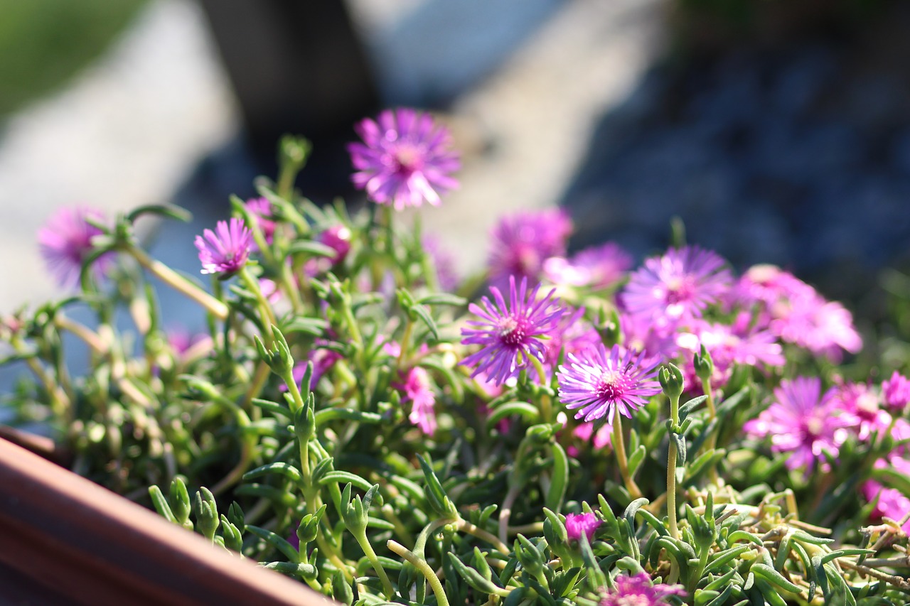 flowers  potted plant  plants free photo