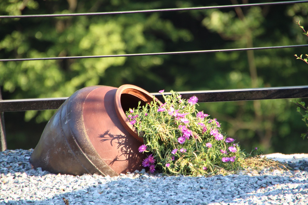 flowers  potted plant  plants free photo