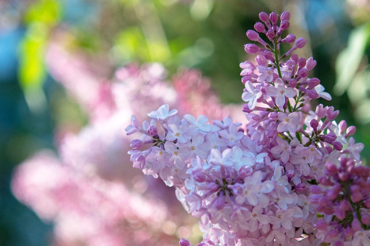 flowers  lilac  nature free photo