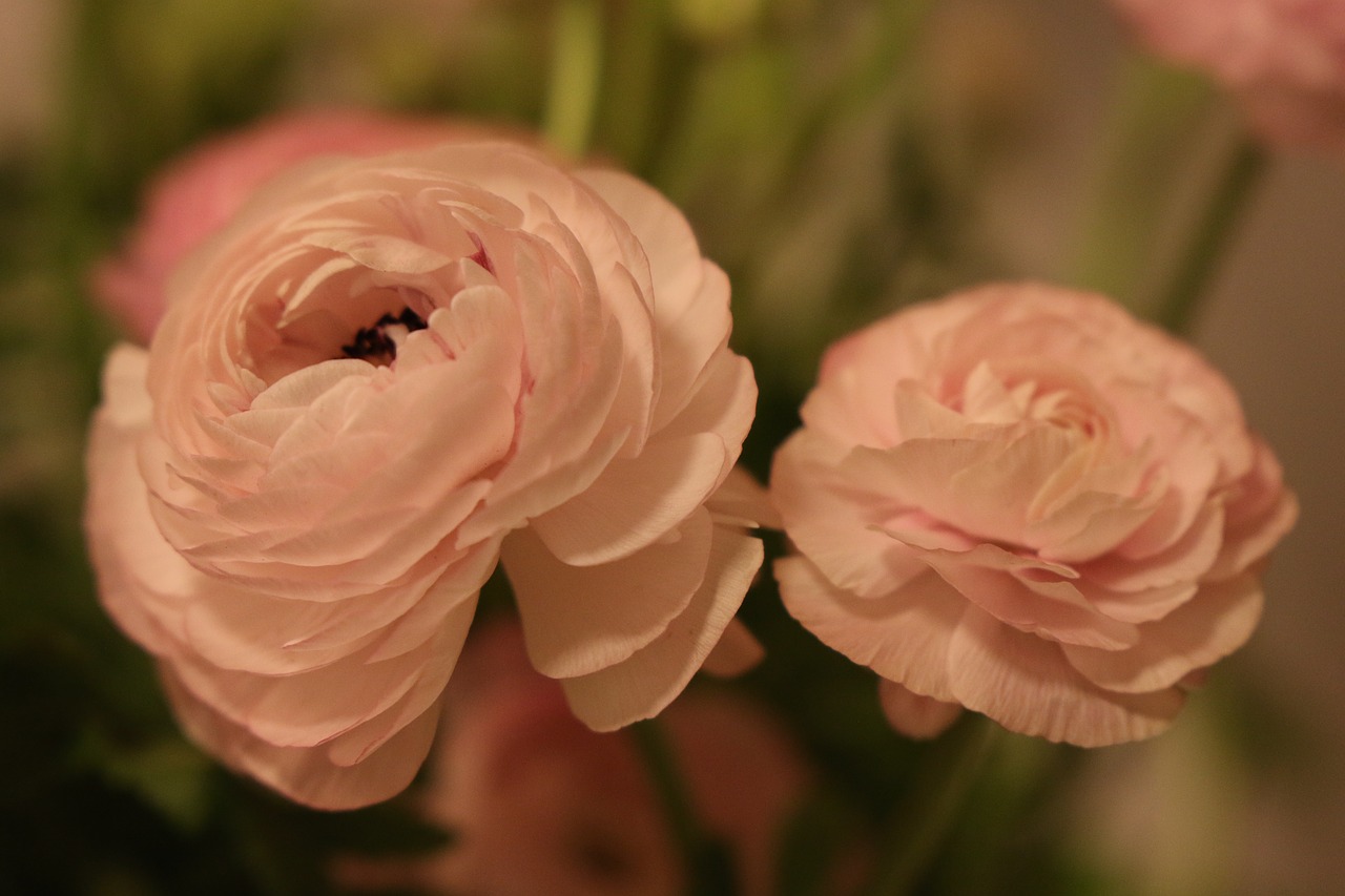 flowers  buttercups  pink free photo