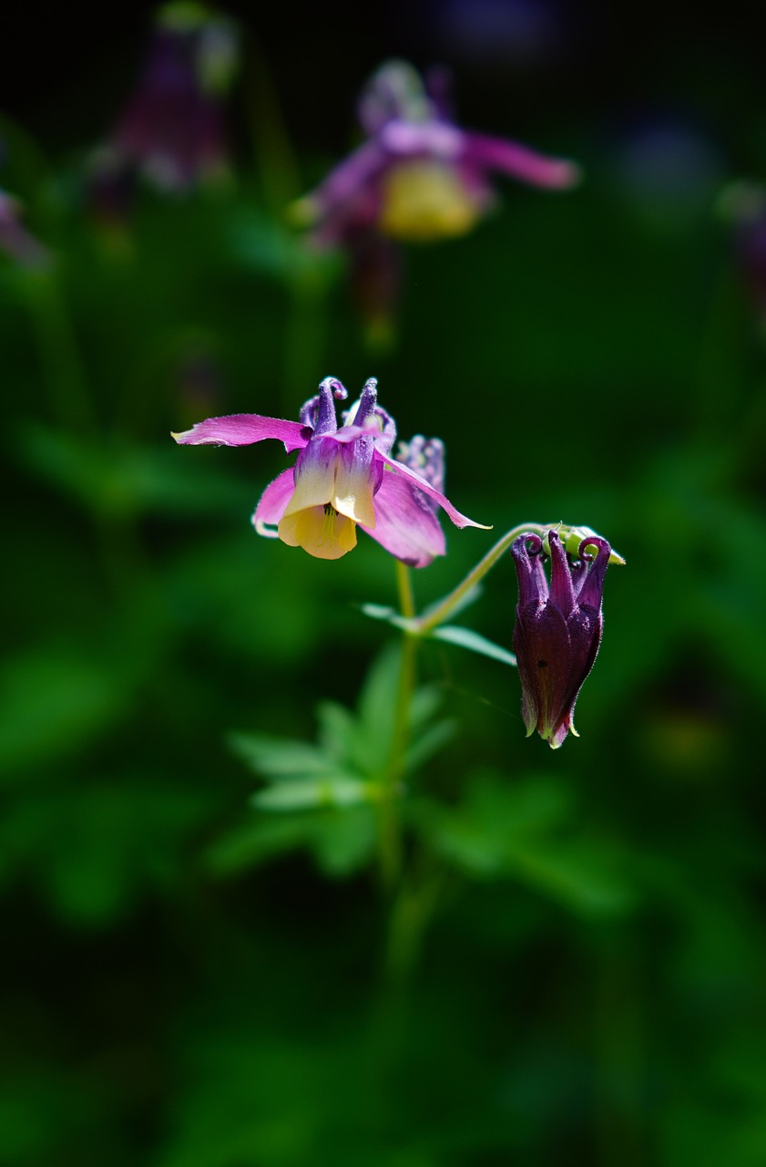 flowers  beauty  nature free photo