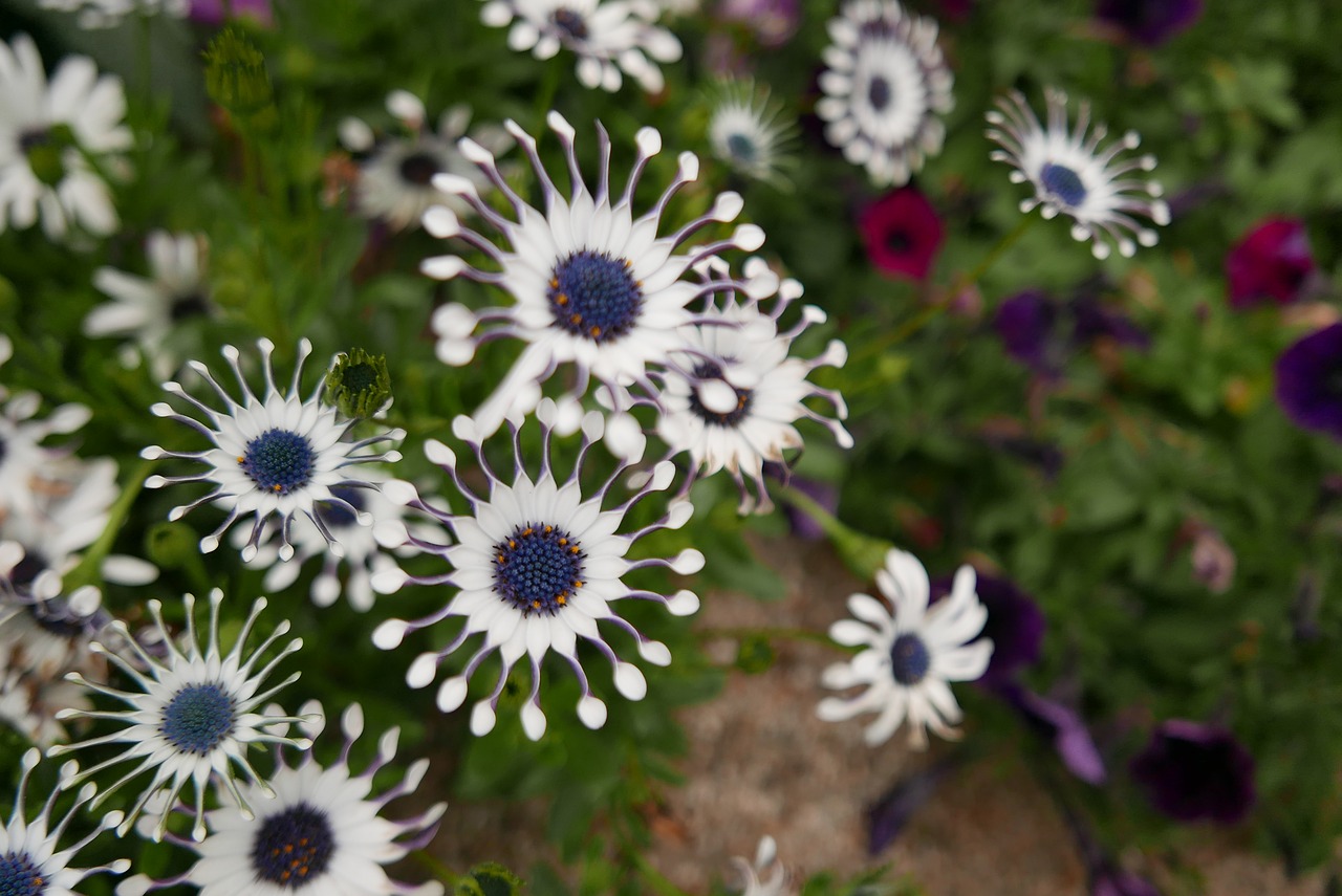 flowers  white  nature free photo