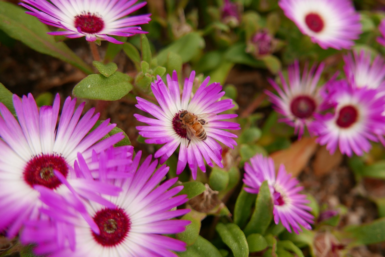 flowers  pink  a flower garden free photo