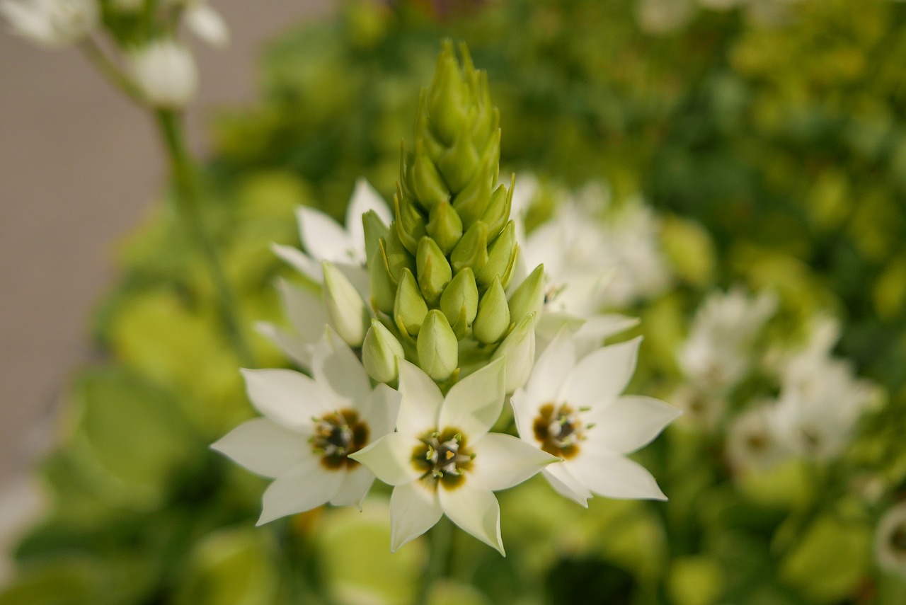 flowers  abstract  white free photo