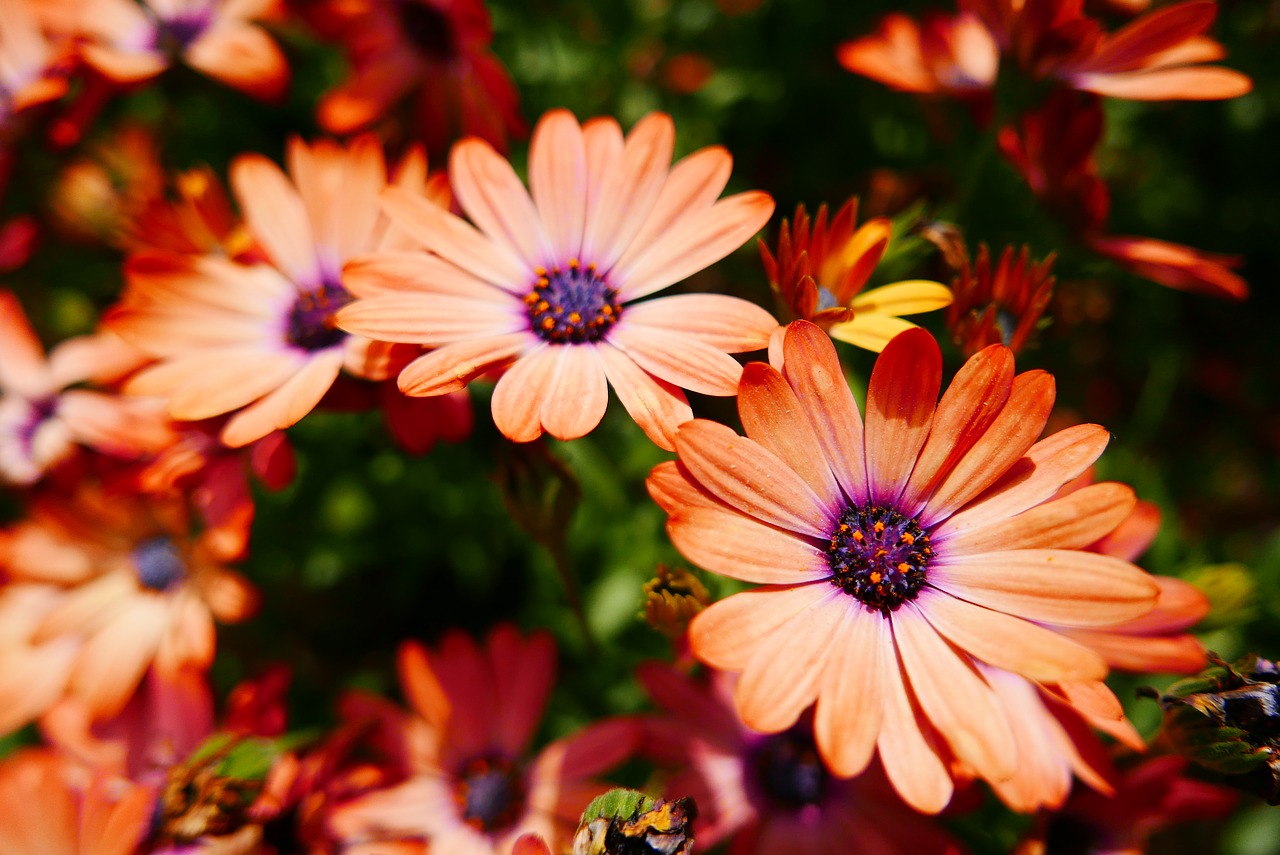 flowers  orange flower  flower garden free photo