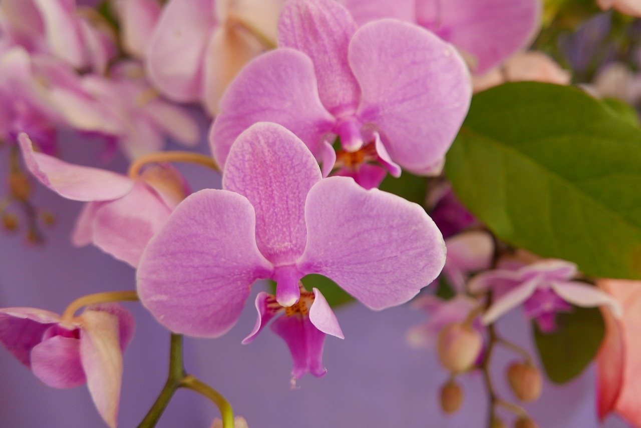 flowers  orchid flower  pink free photo