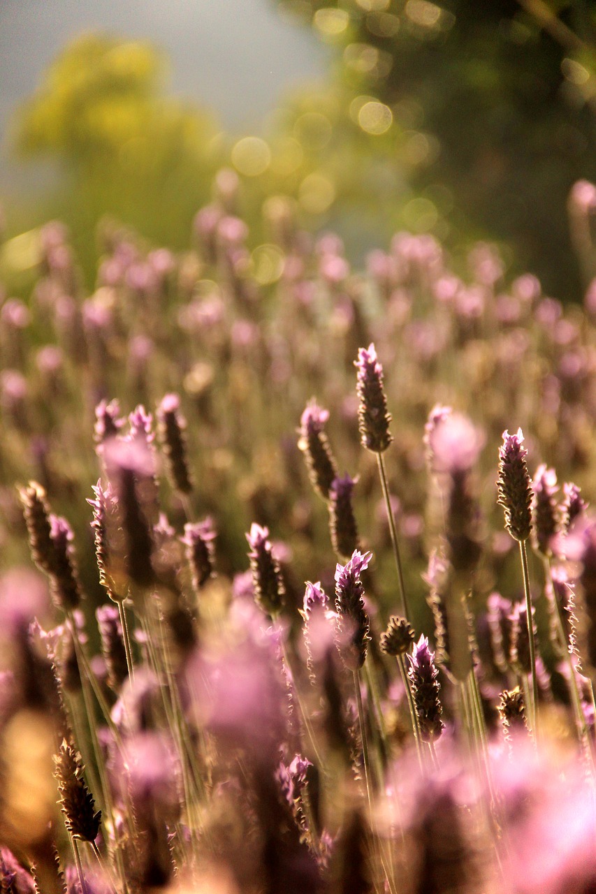flowers  lavender  nature free photo